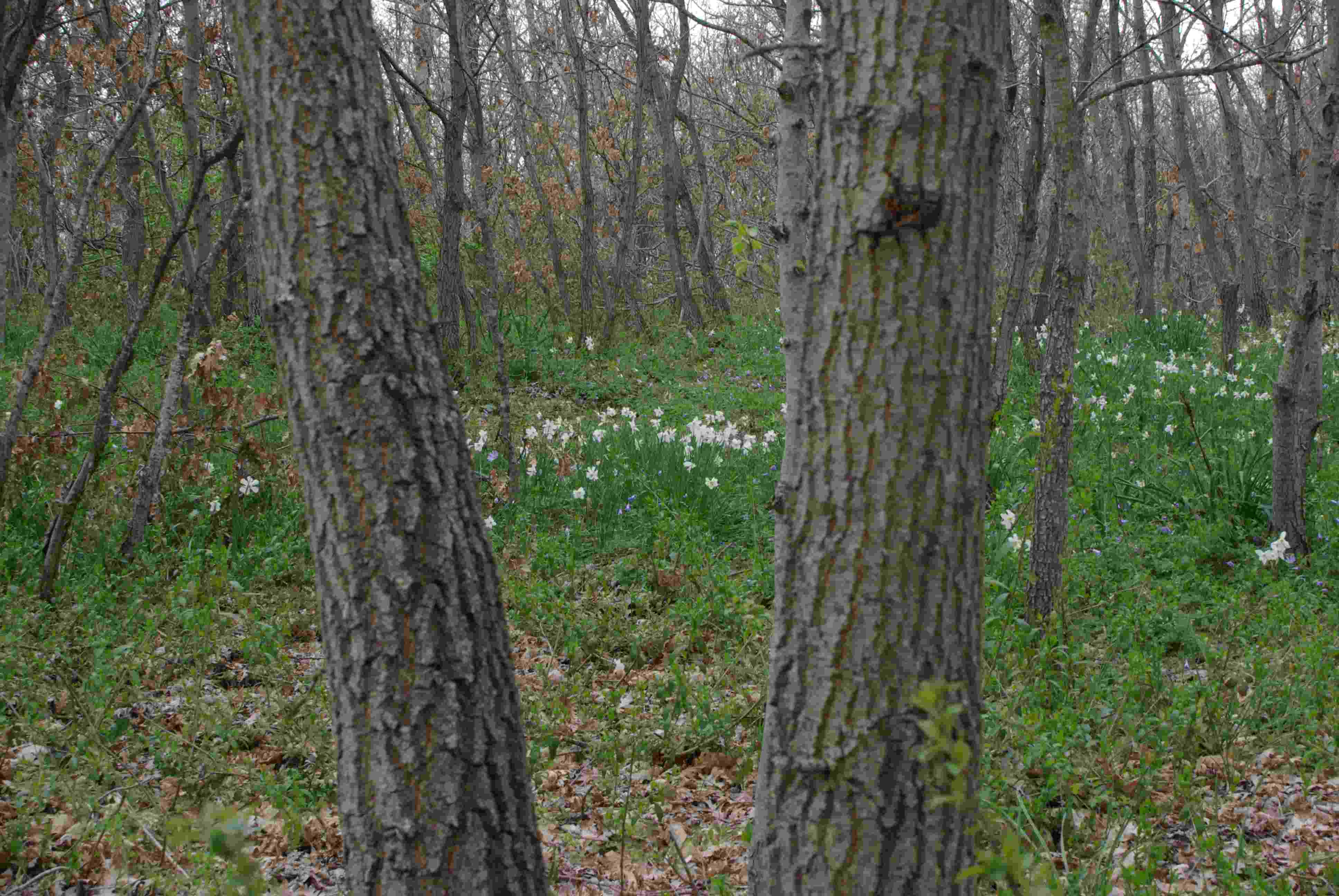 Narcissus poeticus / Narciso dei poeti